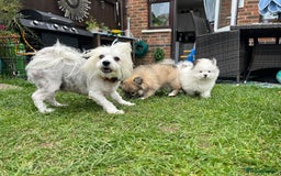 Mixed Breed dogs for sale: Maltipom  - Image 4