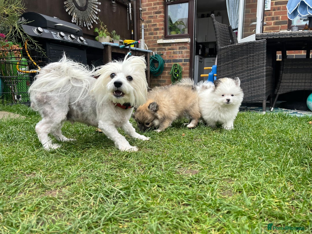 Mixed Breed dogs for sale: Maltipom  - Image 4