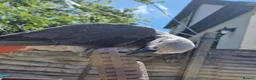 Parrots birds for sale: Super tame African Greys  in Harrow - Advert 3