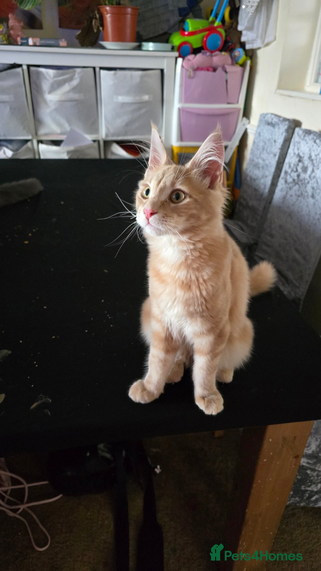 Maine Coon cats for sale: 5 beautiful maine coon ready to go - Advert 29