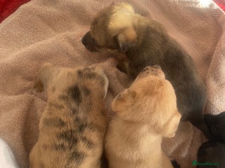 Jack Russell dogs Beautiful jack russells - Advert 10