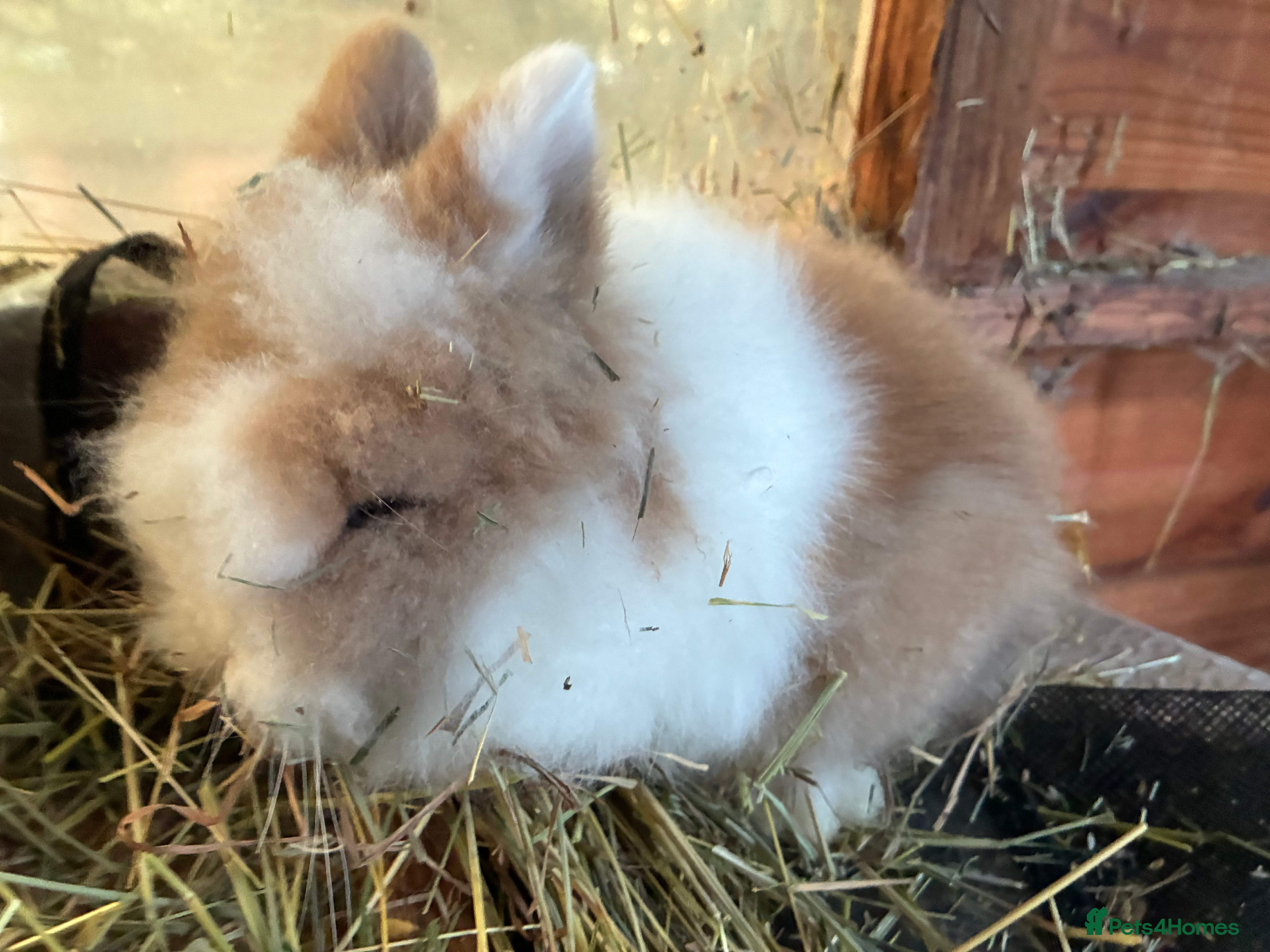 Lionhead rabbits 1 stunning lionhead baby boy  - Advert 15