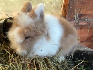 Lionhead rabbits 1 stunning lionhead baby boy - Advert 15