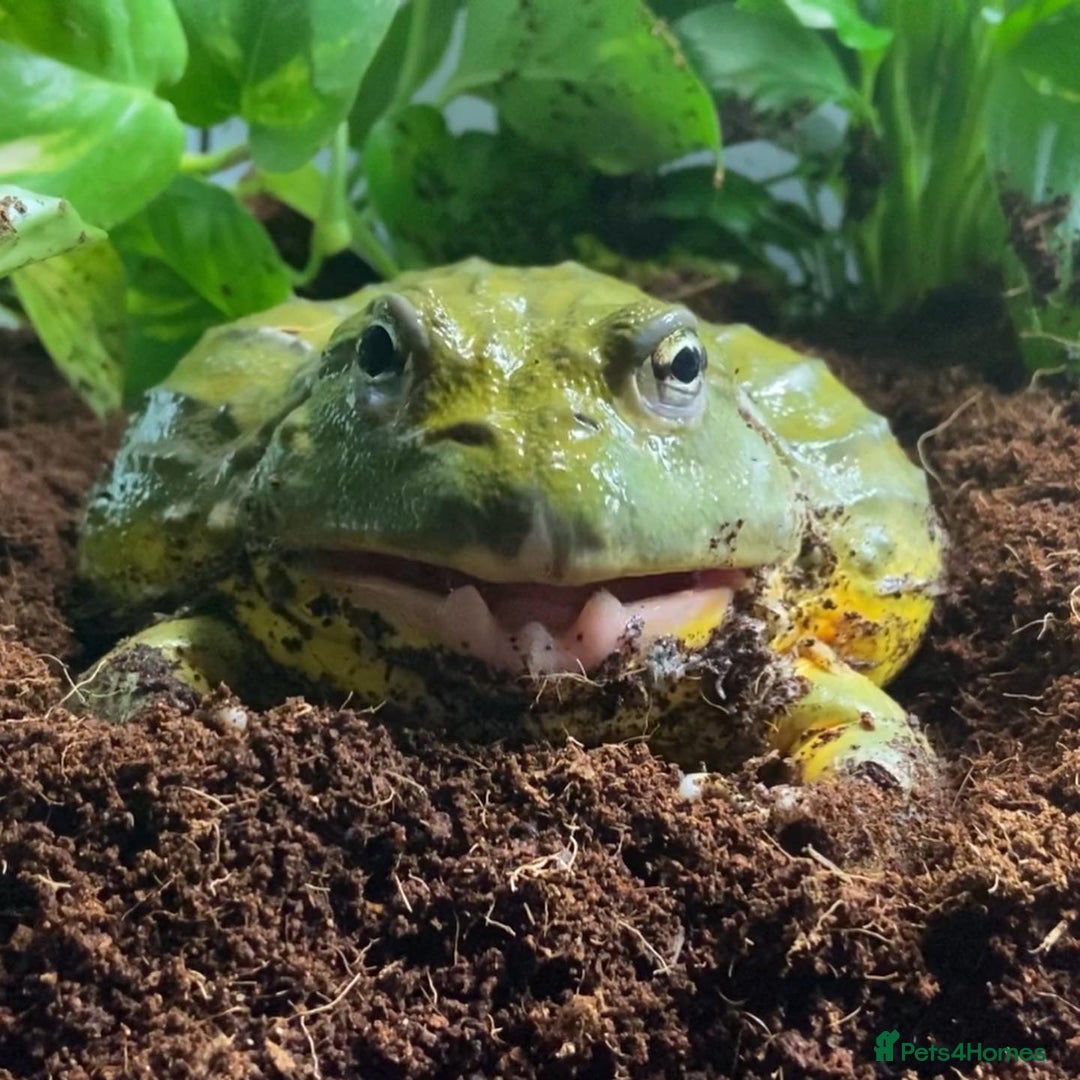Frog reptiles for sale: Pair of Giant African Bullfrogs with Setup  - Image 6