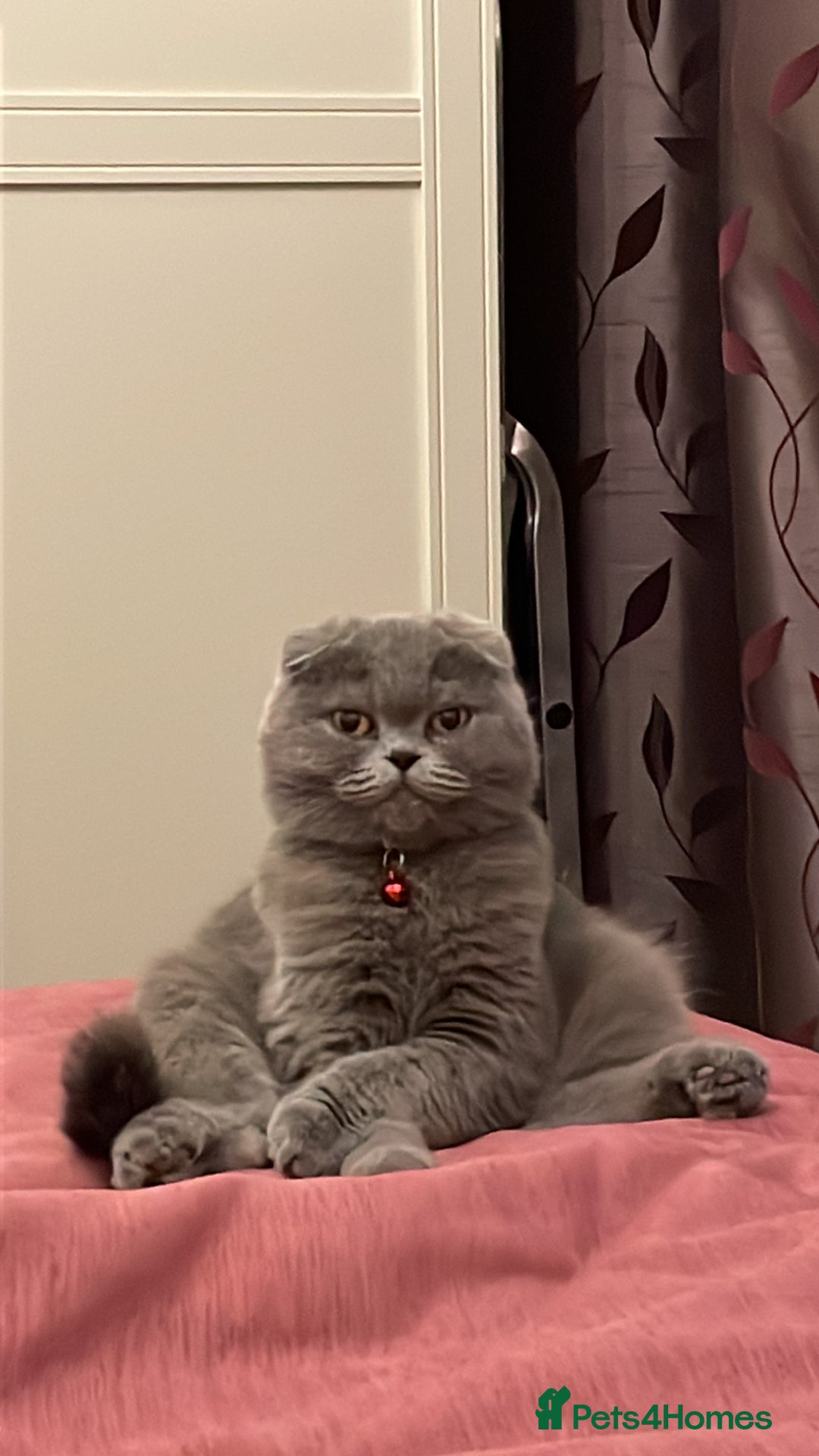 Scottish Fold cats for sale: Lovely Scottish fold kittens  - Advert 1