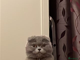 Scottish Fold cats Lovely Scottish fold kittens - Advert 1