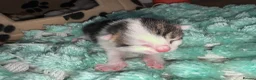 Mixed Breed cats for sale: Kittens  - Advert 14
