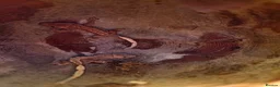 Gecko reptiles for sale: Baby crested geckos  - Advert 1