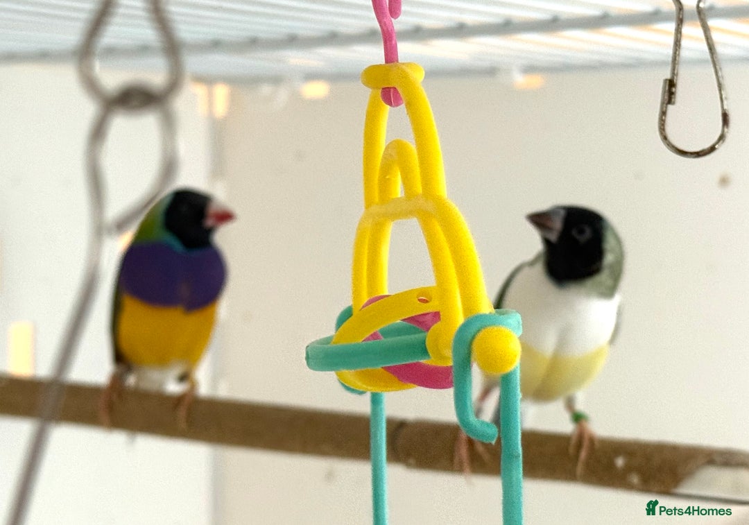 Finches birds for sale: gouildan finches available Runcorn  - Image 10