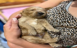 Goldendoodle dogs for sale: Stunning F2B Goldendoodles - Image 24