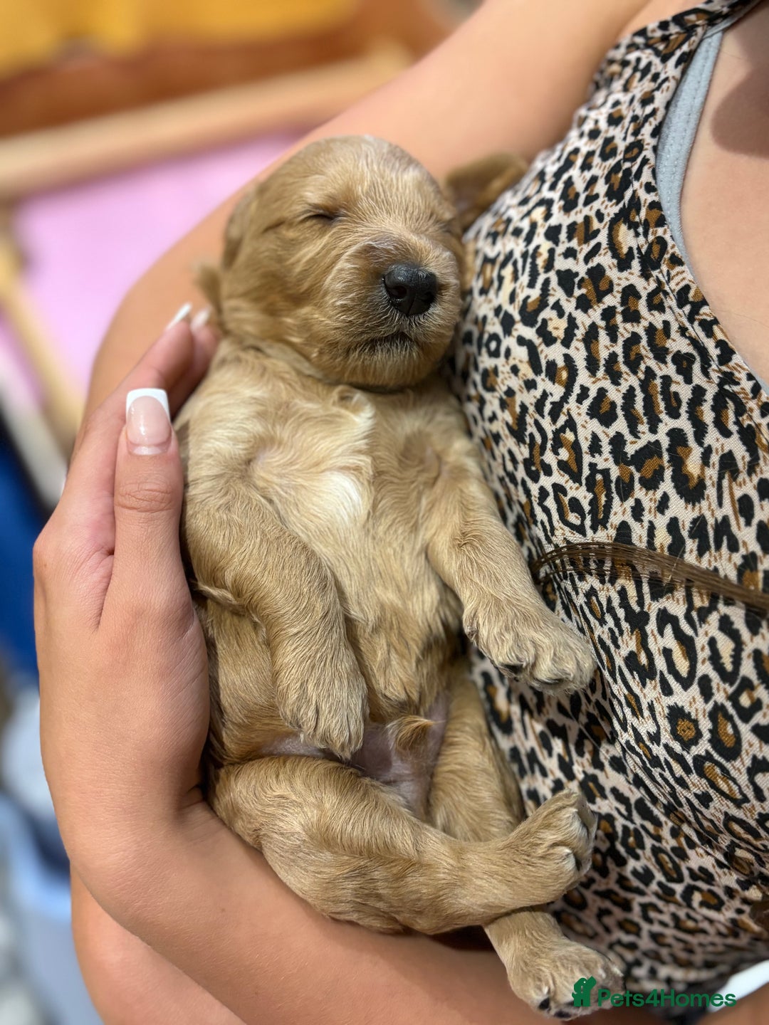 Goldendoodle dogs for sale: Stunning F2B Goldendoodles - Image 24
