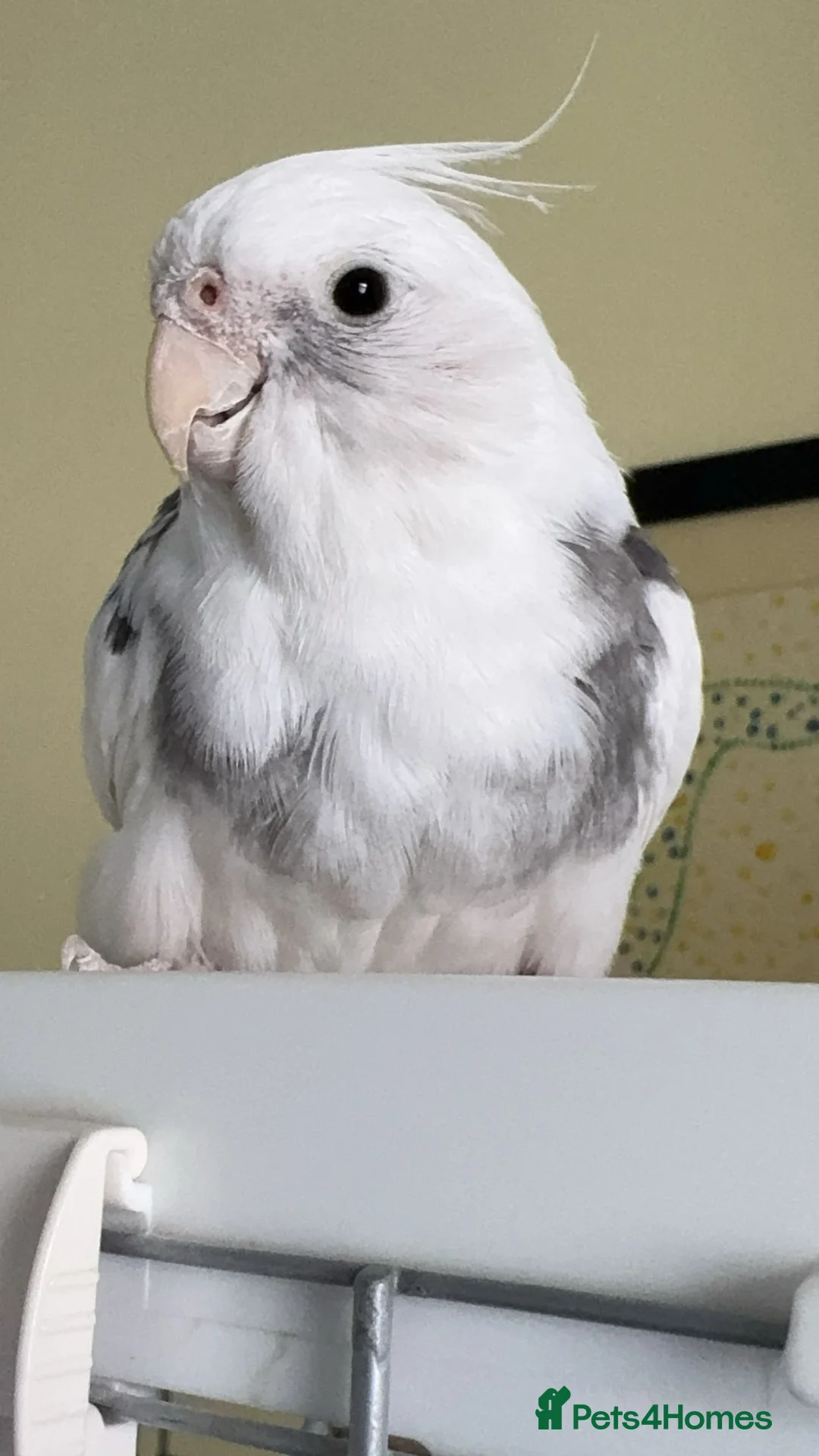 Cockatiels birds for sale: Cockatiel for sale  - Advert 2