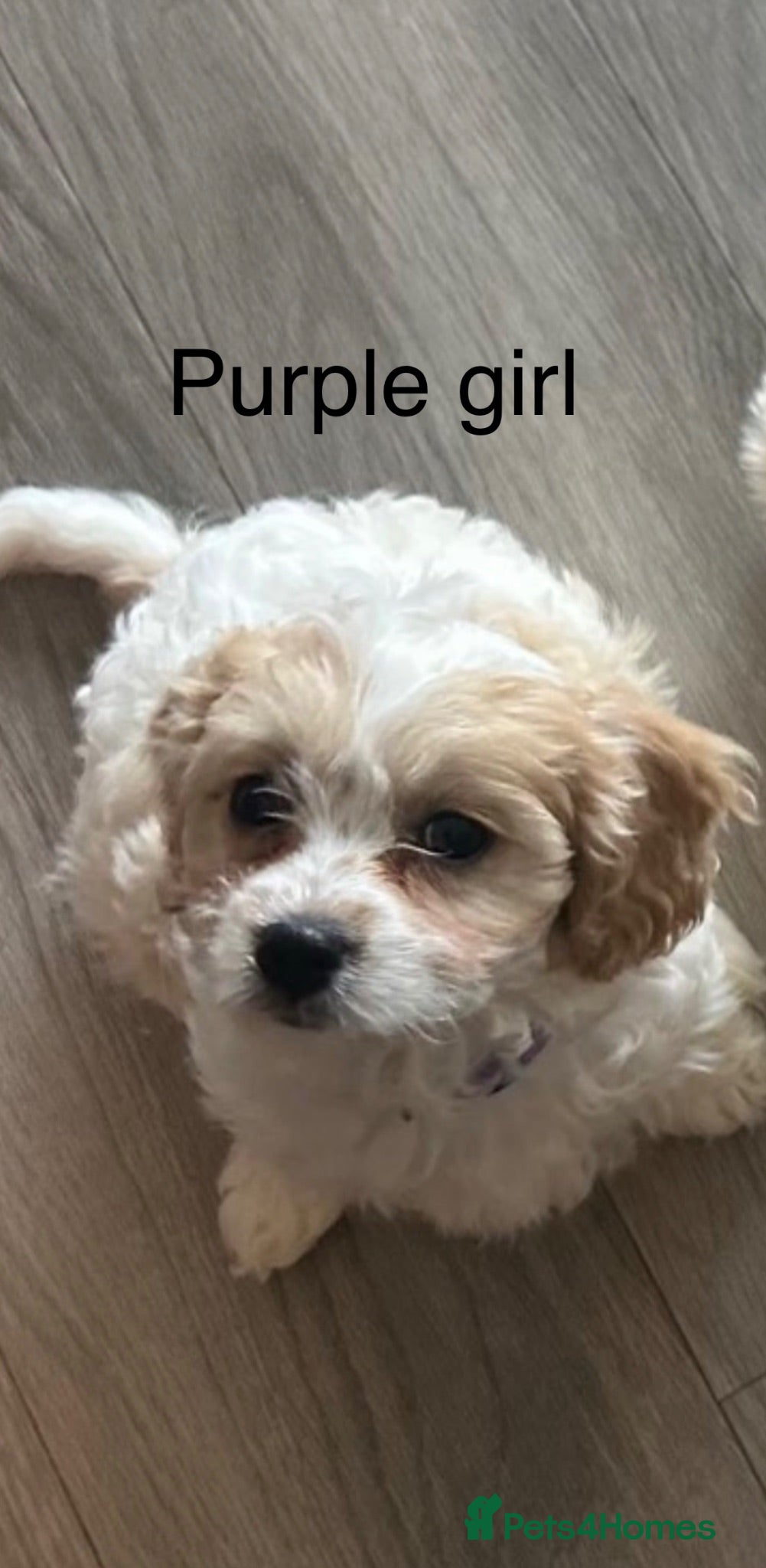 Cavapoo dogs F1 Girl Cavapoo’s ready for new homes  - Advert 2