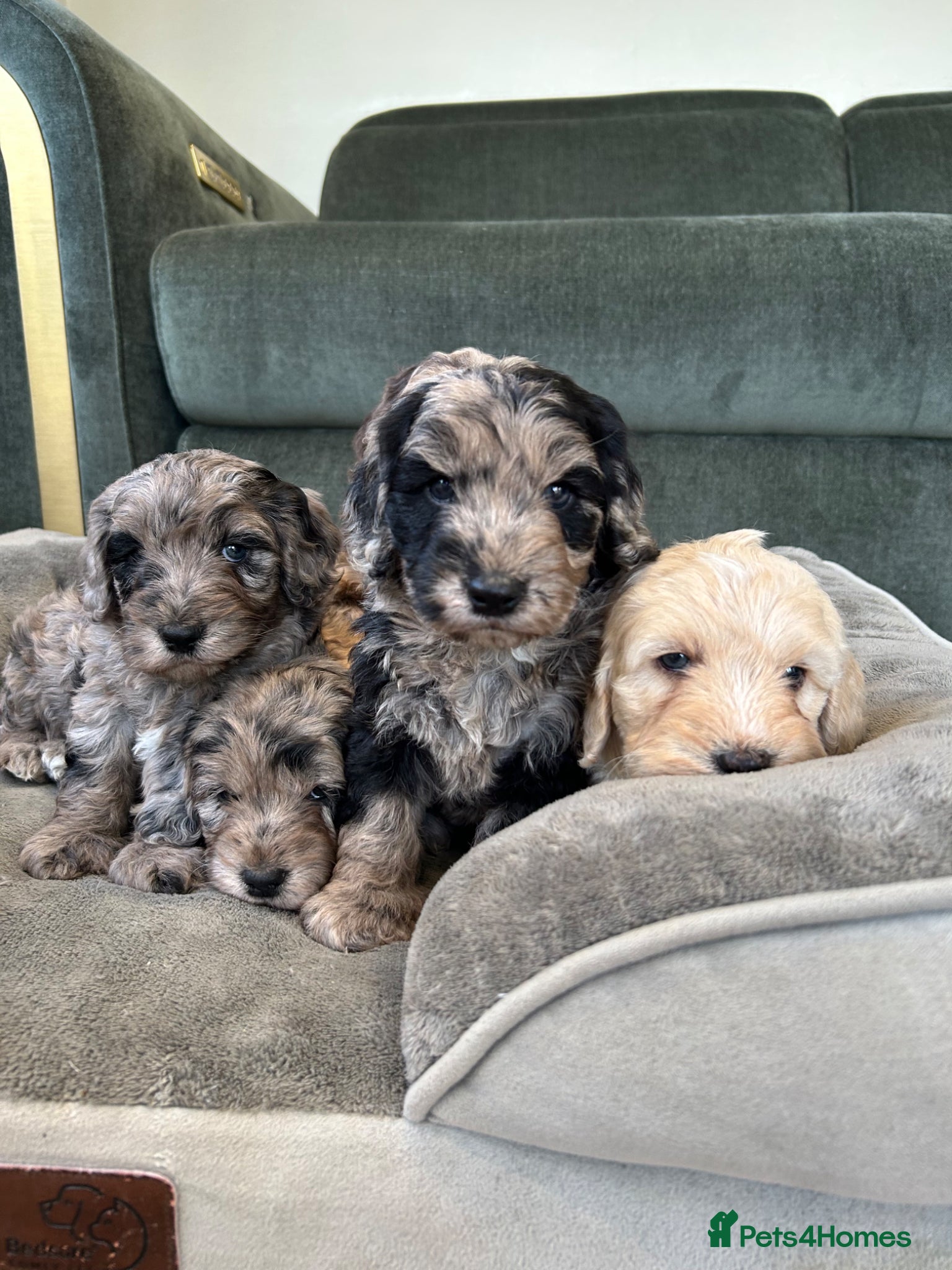 Cockapoo dogs Quality F1 cockapoos for sale - Advert 1