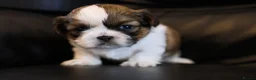 Shih Tzu dogs for sale: 3 Beautiful shih tzu puppies  in Newport - Advert 4