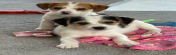 Jack Russell dogs for sale: Traditional short-legged Jack Russell puppies! - Advert 25