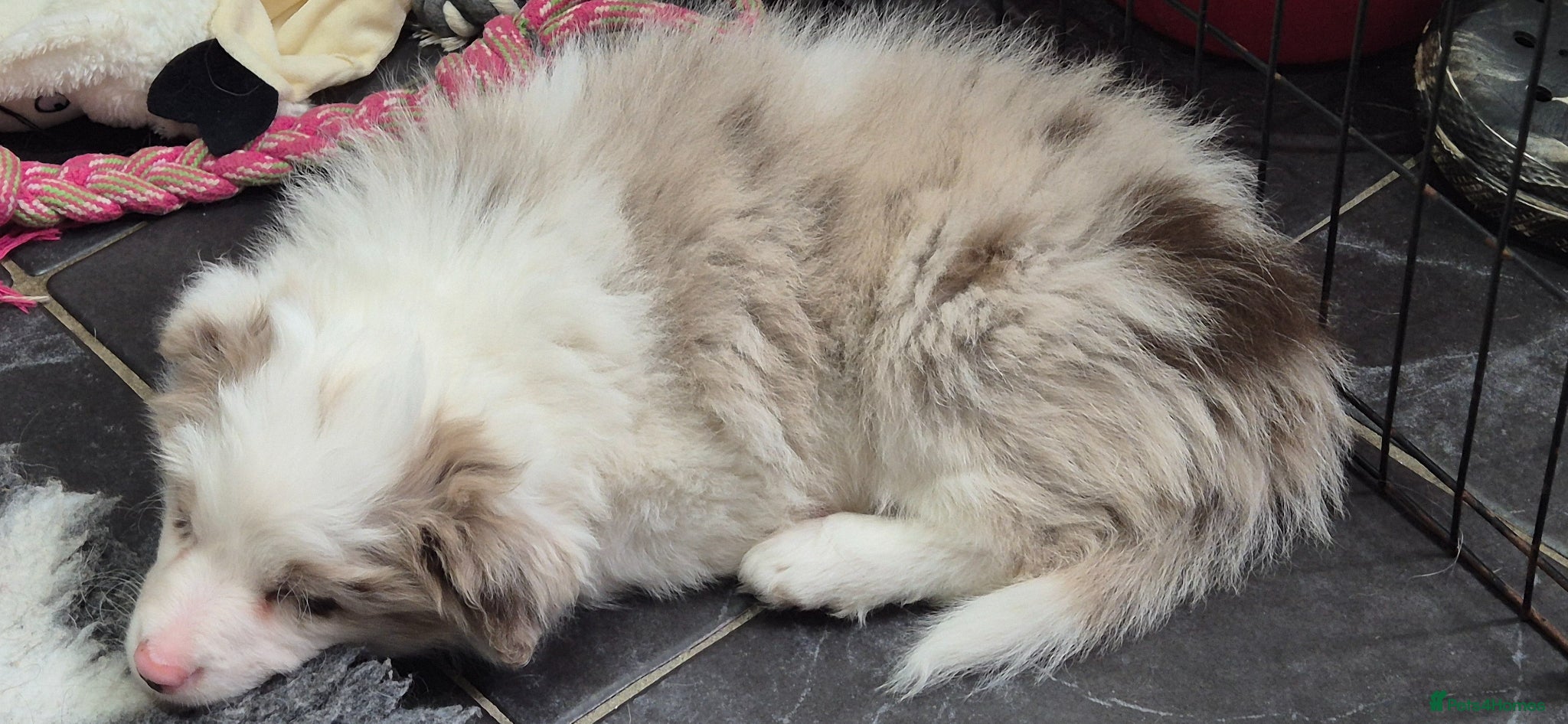 Border Collie dogs Outstanding litter Longhaired Merle border collies - Advert 1