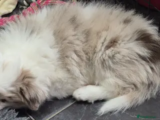 Border Collie dogs Outstanding litter Longhaired Merle border collies - Advert 3