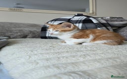 Mixed Breed cats for sale: Kitten 10 weeks old - Advert 2