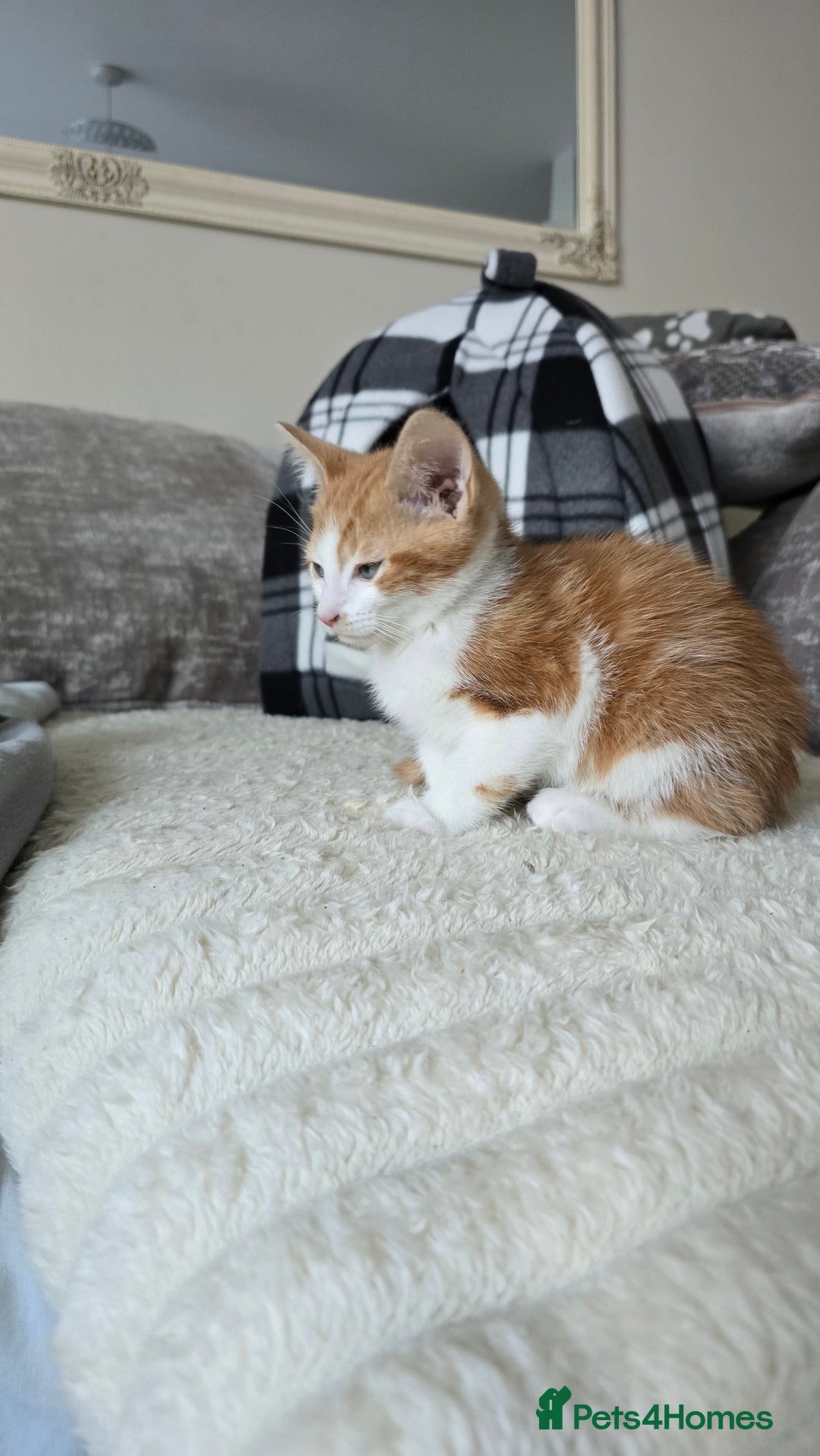 Mixed Breed cats for sale: Kitten 10 weeks old - Advert 2