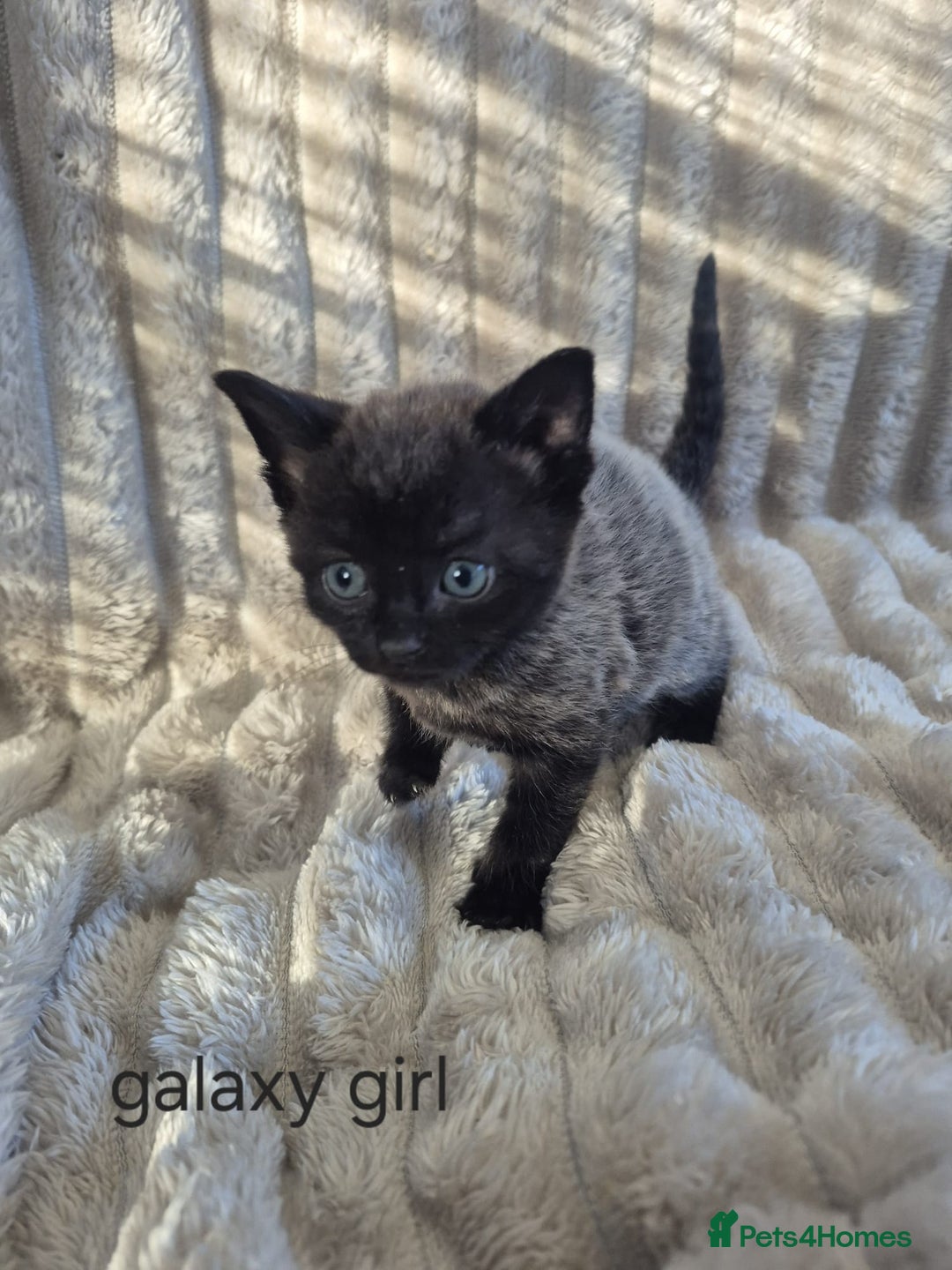 Mixed Breed cats for sale: Unusual litter for sale. 3 LEFT - Advert 16