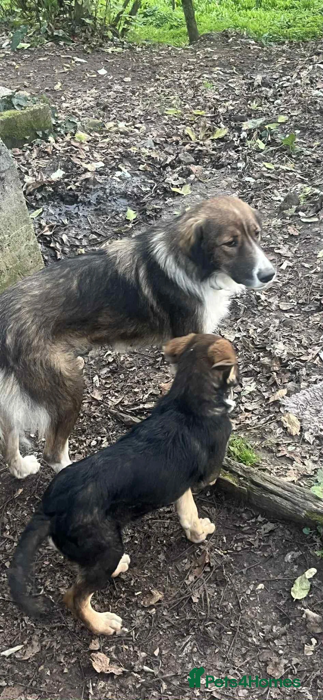 Mixed Breed dogs for adoption: Beautiful Ruby !  - Advert 5