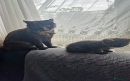 British Longhair cats for sale: 9 weeks old kitten looking for loving home - Image 4