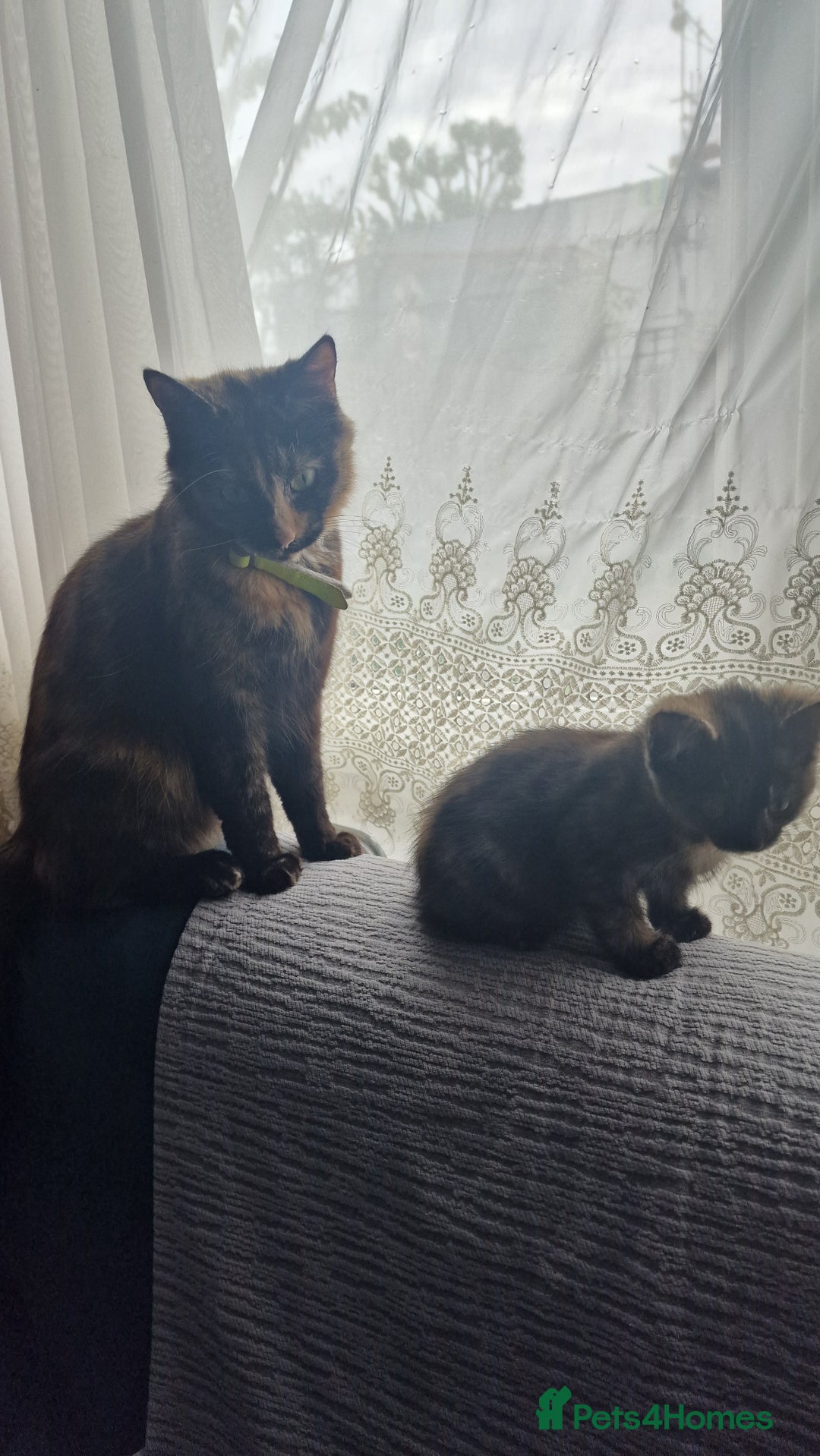 British Longhair cats for sale: 9 weeks old kitten looking for loving home - Image 4