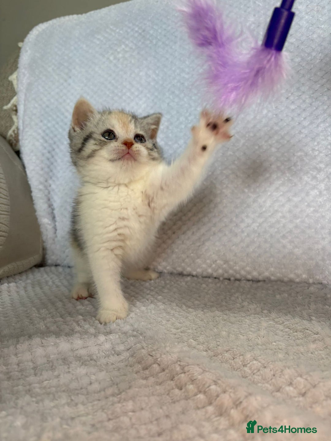 British Shorthair cats for sale: Gorgeous British shorthair kittens  - Advert 22