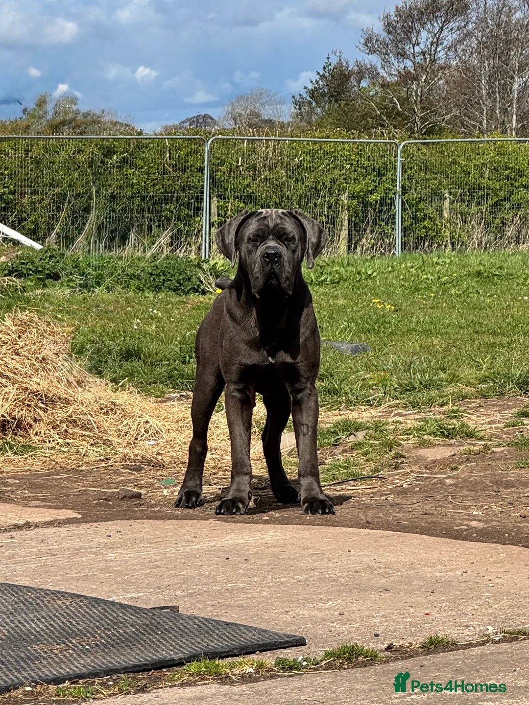 Cane Corso dogs for stud: Health tested Blue cane corso stud  in Carlisle - Advert 4