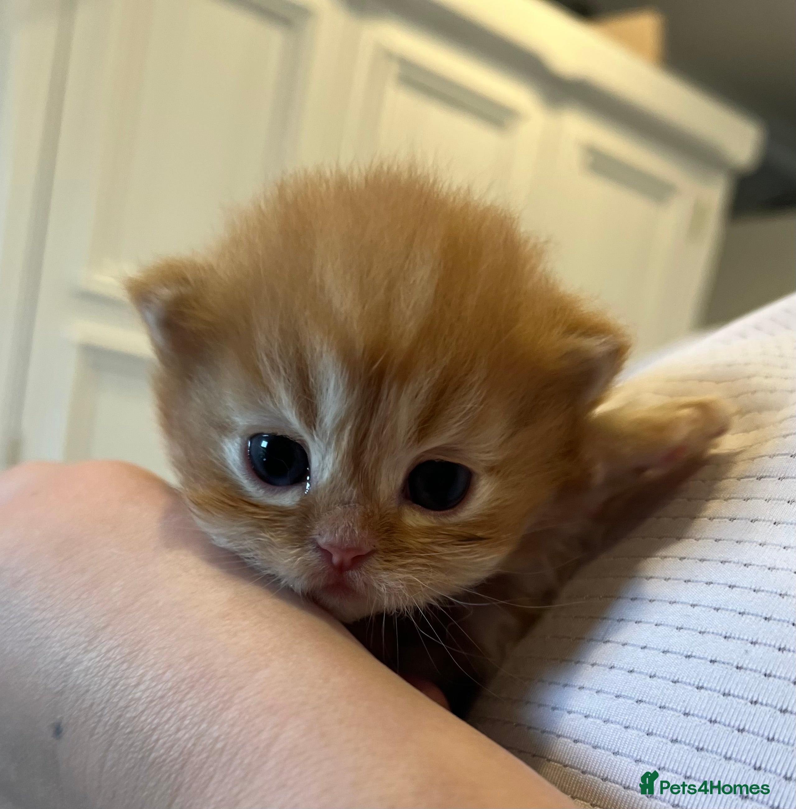 Persian cats *Last 2* Gorgeous litter of Persians  - Advert 2