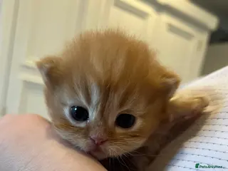 Persian cats *Last 2* Gorgeous litter of Persians - Advert 2