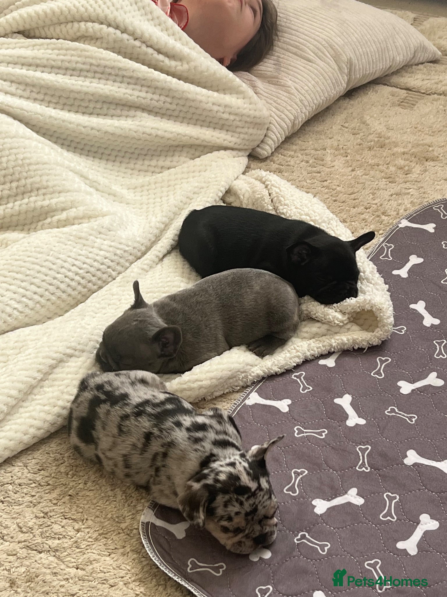 French Bulldog dogs for sale: 2 rare beautiful french bulldog 11 weeks old  - Advert 1