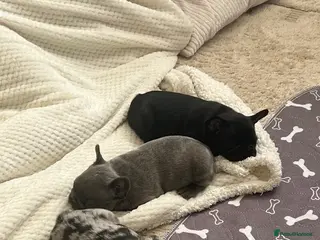 French Bulldog dogs 2 rare beautiful french bulldog 11 weeks old - Advert 6