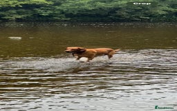 Labrador Retriever dogs for stud: Indie  - Image 3