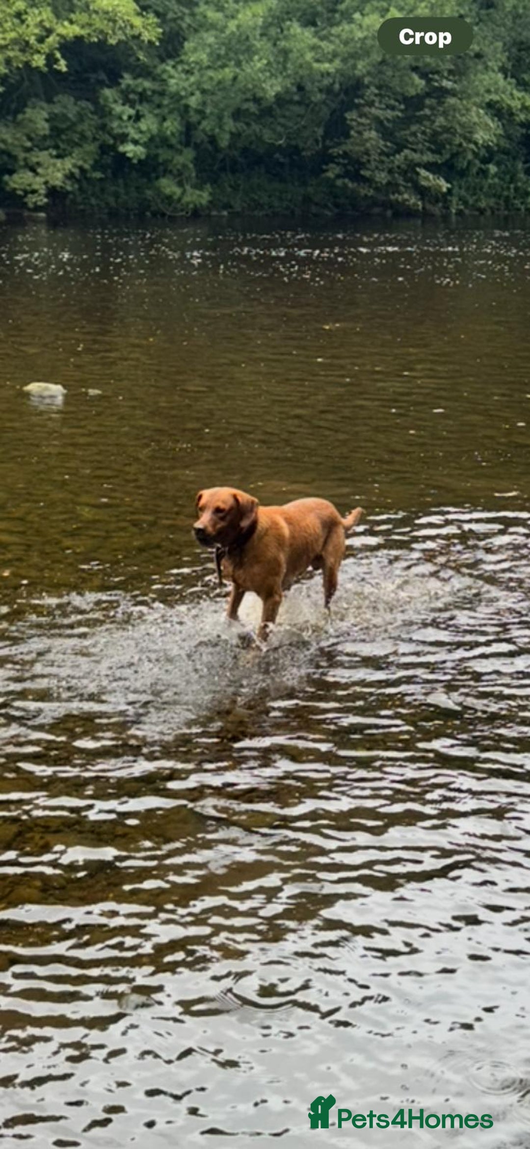 Labrador Retriever dogs for stud: Indie  - Image 3