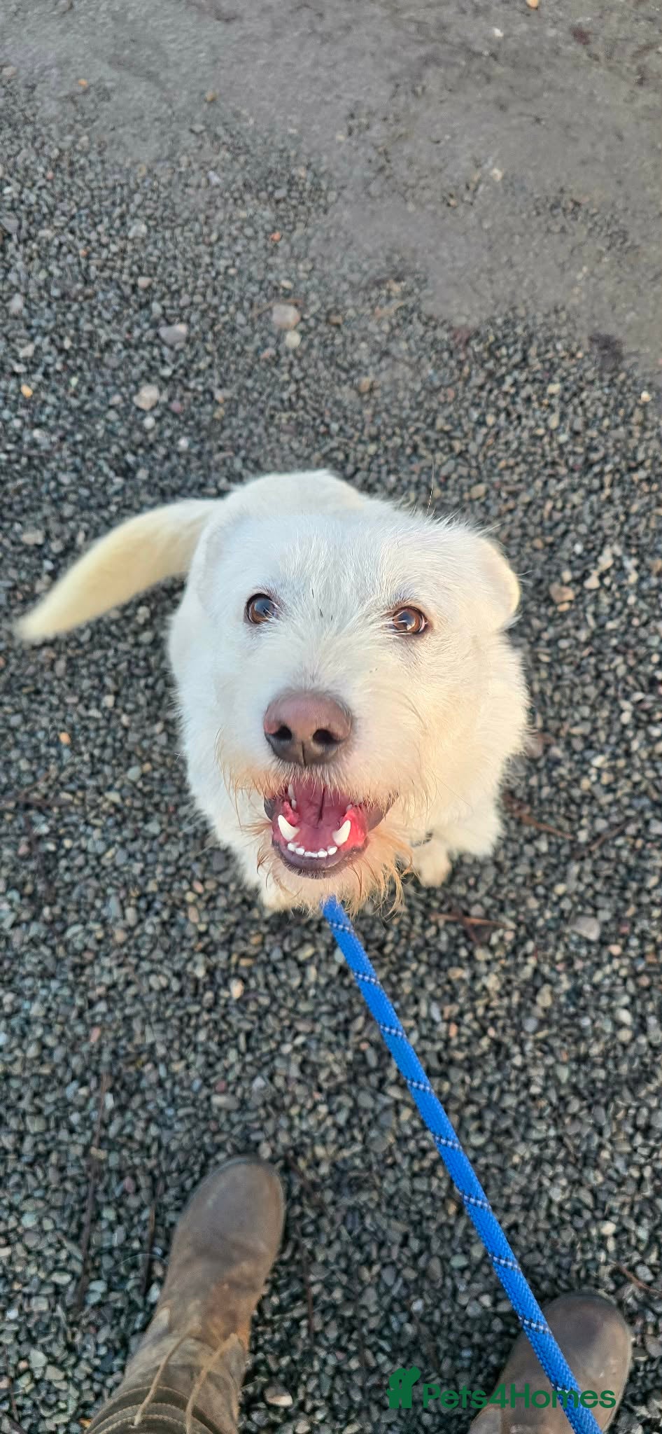 Mixed Breed dogs HANDSOME HENRY  - Advert 15