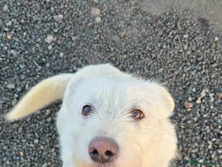 Mixed Breed dogs HANDSOME HENRY - Advert 14