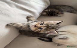 Mixed Breed cats for sale: Half Ragdoll, Half British Shorthairs  - Image 13