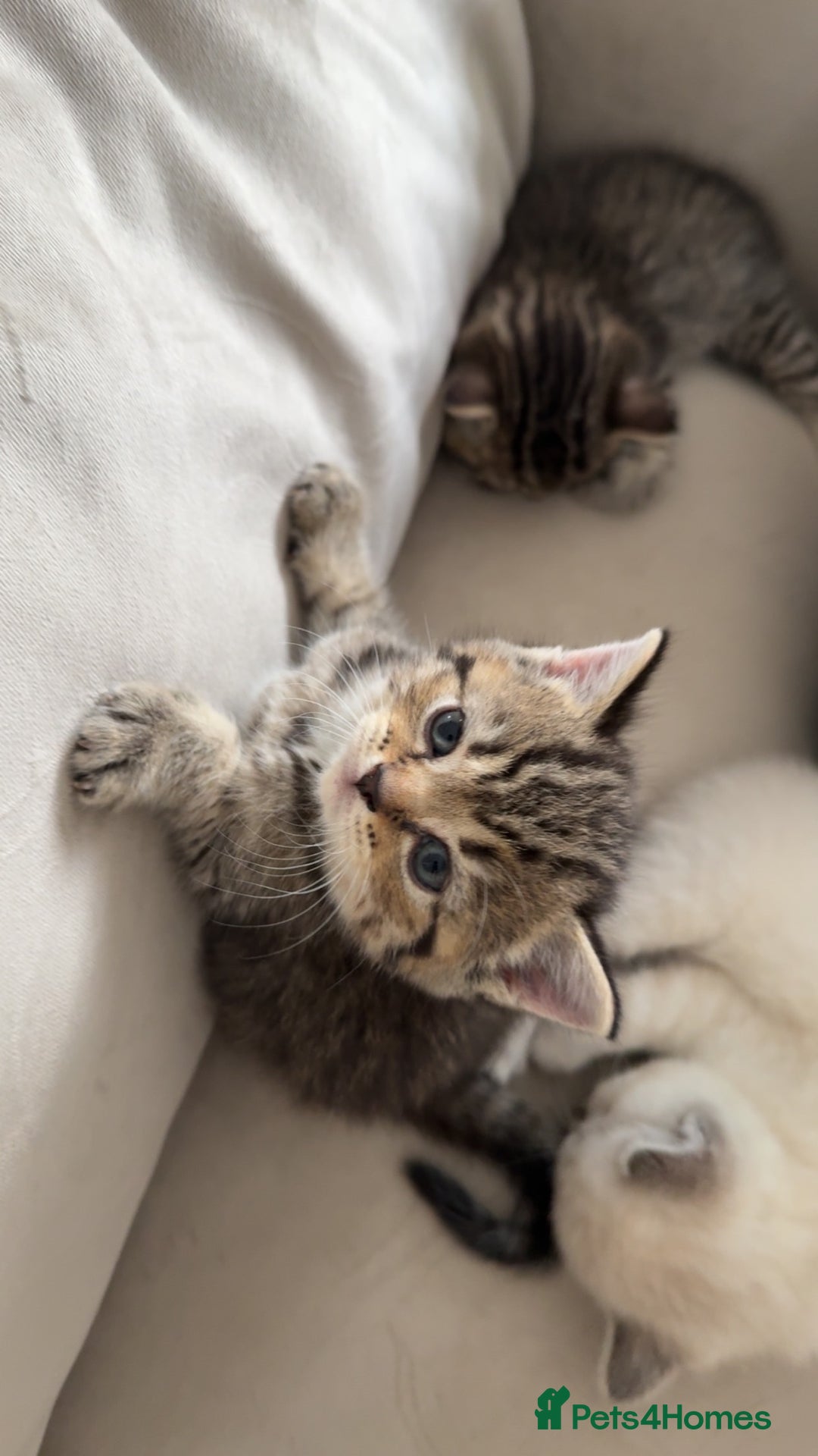 Mixed Breed cats for sale: Half Ragdoll, Half British Shorthairs  - Image 13