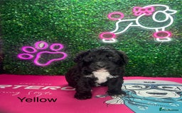 Saint Bernard dogs for sale: F1 St Berdoodle  - Image 12