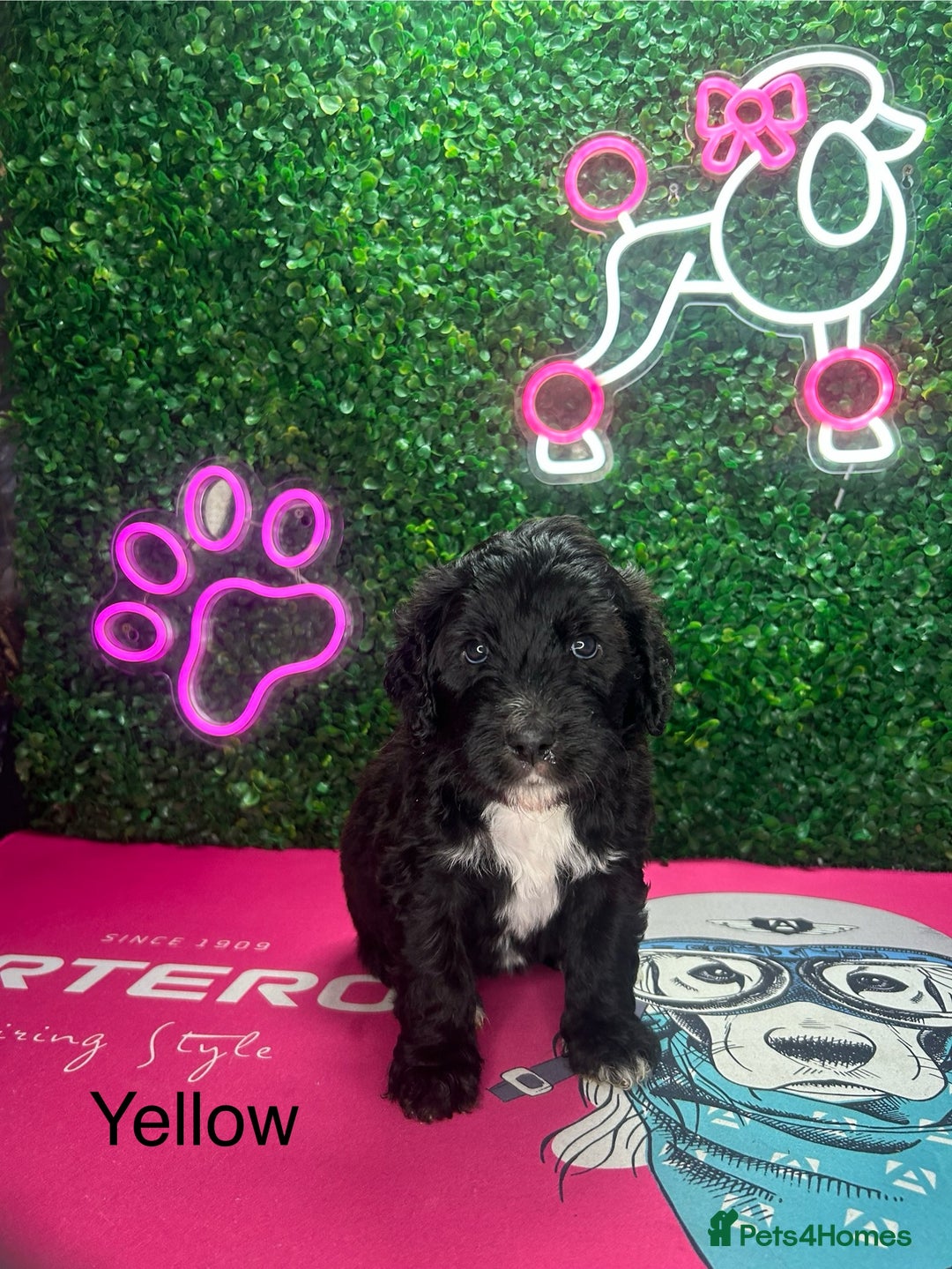 Saint Bernard dogs for sale: F1 St Berdoodle  - Image 12