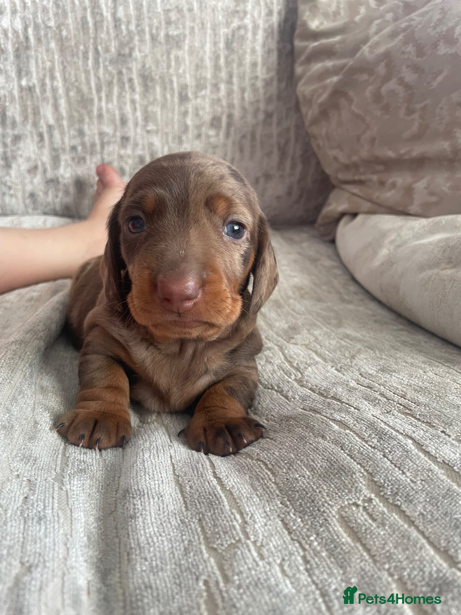 Miniature Dachshund dogs Beautiful Dapple Miniature Dachshund - Ready 25/07 - Advert 3