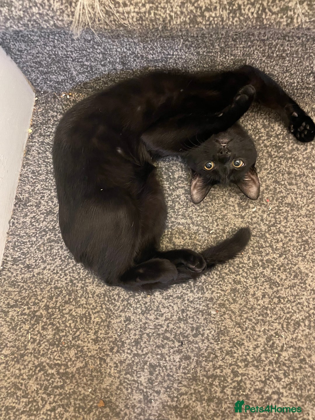 Mixed Breed cats for sale: *Free££* Beautiful brothers looking loving home - Advert 18