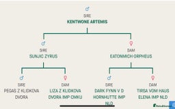 German Shepherd dogs for sale: German Shepherd puppies for sale  - Image 11