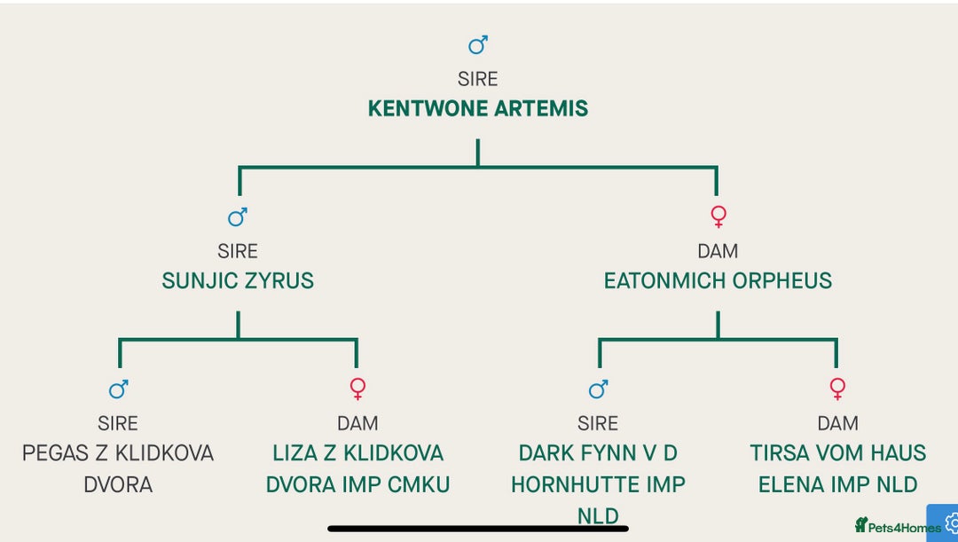 German Shepherd dogs for sale: German Shepherd puppies for sale  - Image 11