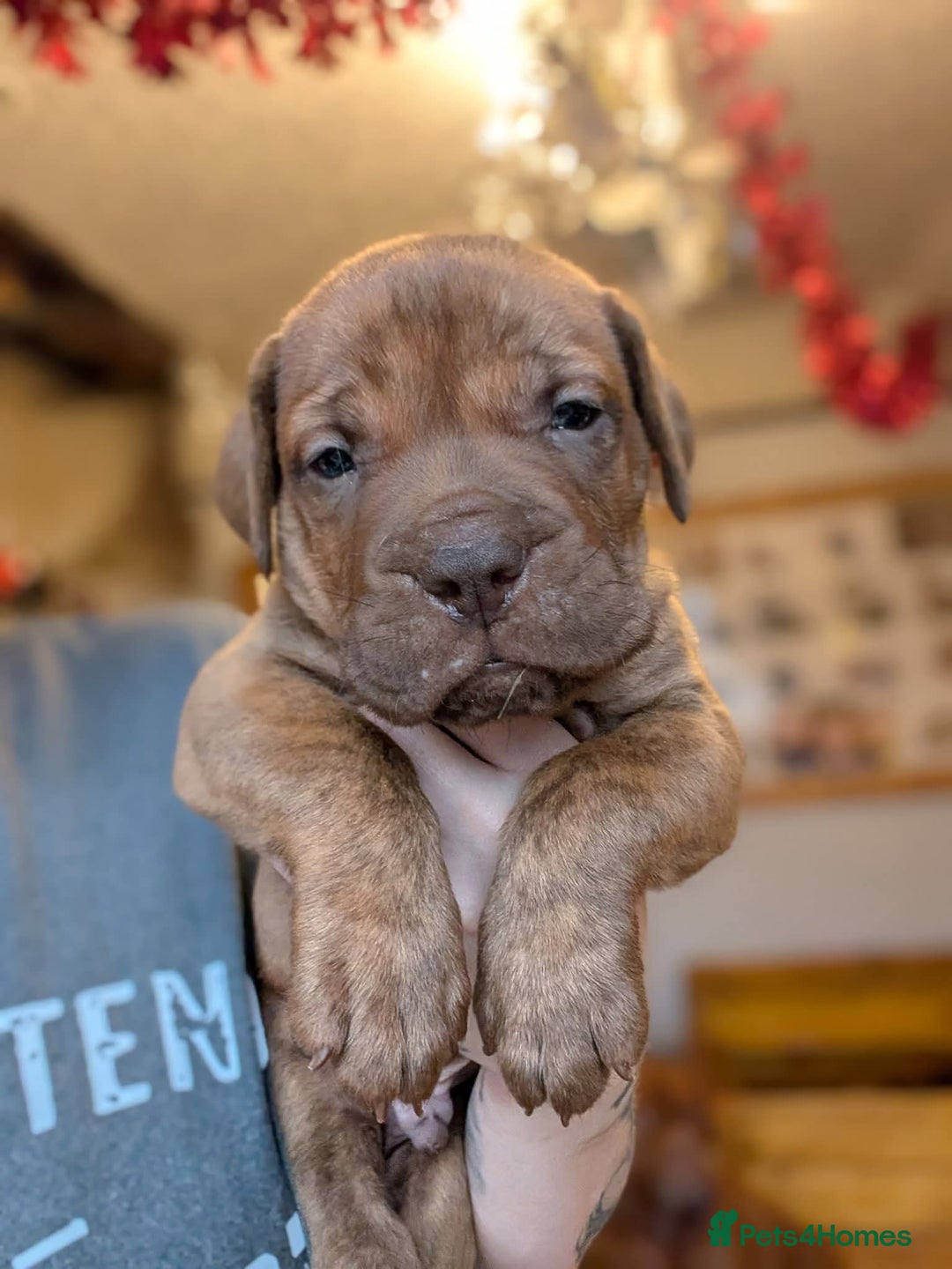 Mixed Breed dogs for sale: Douge de bordeaux x Presa Canerio  - Advert 1