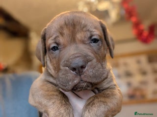 Mixed Breed dogs Douge de bordeaux x Presa Canerio - Advert 5