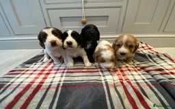 Cocker Spaniel dogs for sale: Cocker Spaniel puppies - Image 6