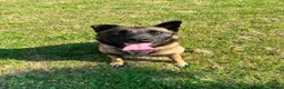 Mixed Breed dogs for adoption: Meet Luna, currently residing in London in Edgware - Advert 2